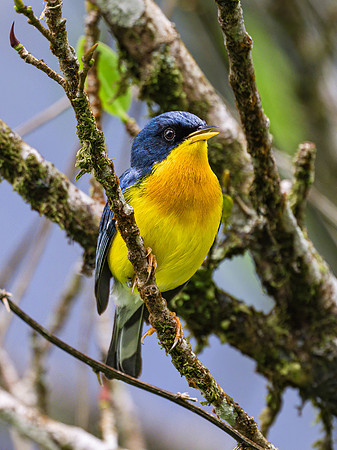 Tropical Parula