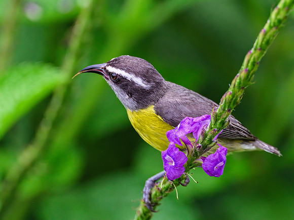 Bananaquit