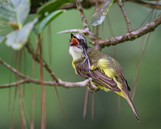 Gray-capped Flycatcher
