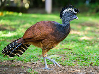 Great Curassow (female)