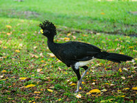 Great Curassow (male)