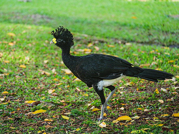 Great Curassow (male)