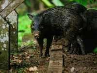 Collared Peccary (aka Javelina)
