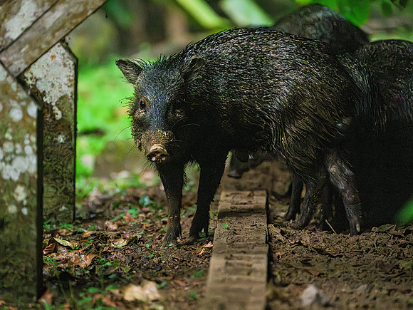 Collared Peccary (aka Javelina)