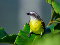Gray-capped Flycatcher