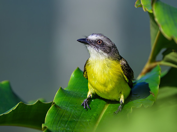 Gray-capped Flycatcher