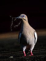 White-winged Dove