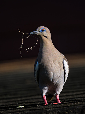 White-winged Dove