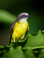 Gray-capped Flycatcher