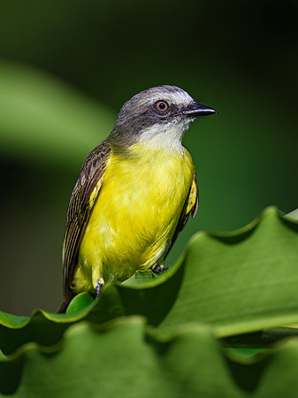 Gray-capped Flycatcher