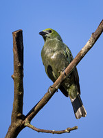 Palm Tanager