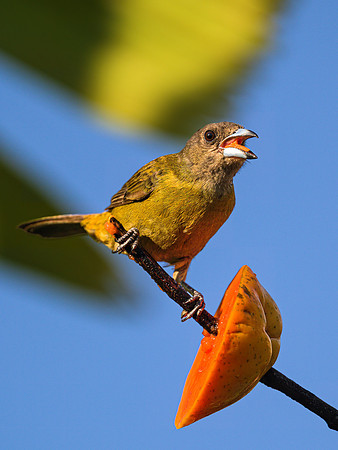 Scarlet-rumped Tanager (female)