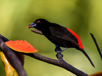 Scarlet-rumped Tanager (male)