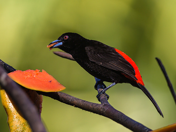 Scarlet-rumped Tanager (male)
