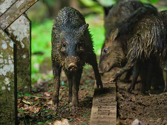 Collared Peccary (aka Javelina)
