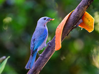 Blue-gray Tanager