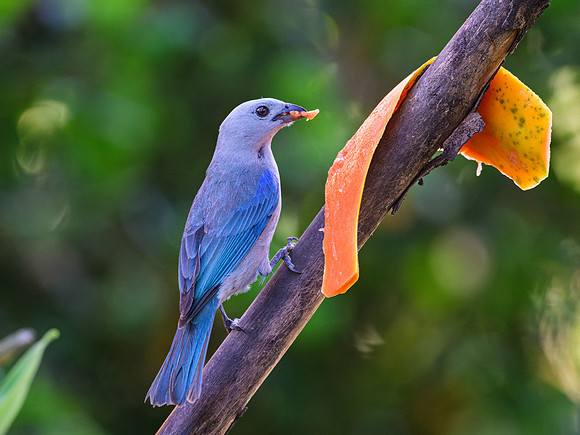 Blue-gray Tanager