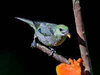 Palm Tanager