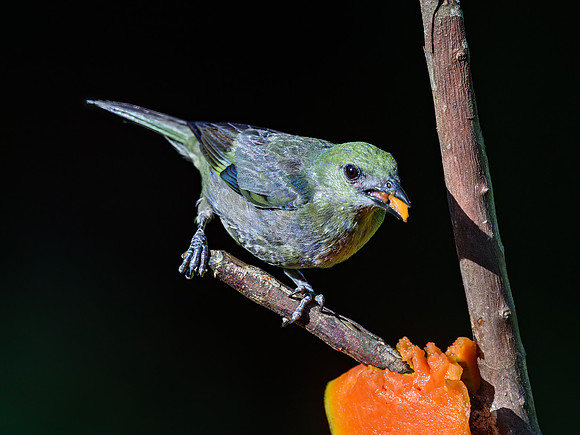 Palm Tanager