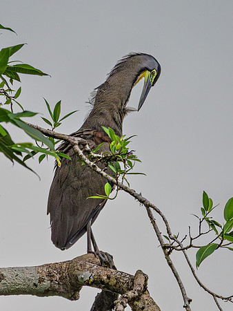 Bare-throated Tiger Heron