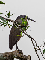 Bare-throated Tiger Heron