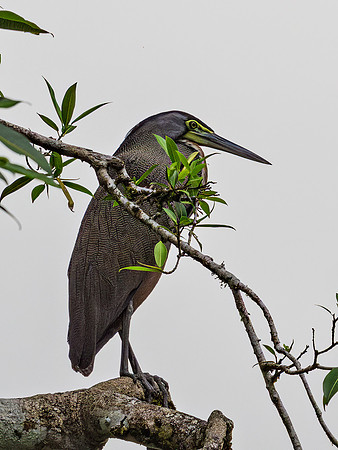 Bare-throated Tiger Heron
