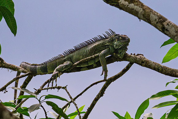 Green Iguana