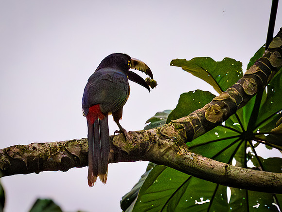 Collared Aracari