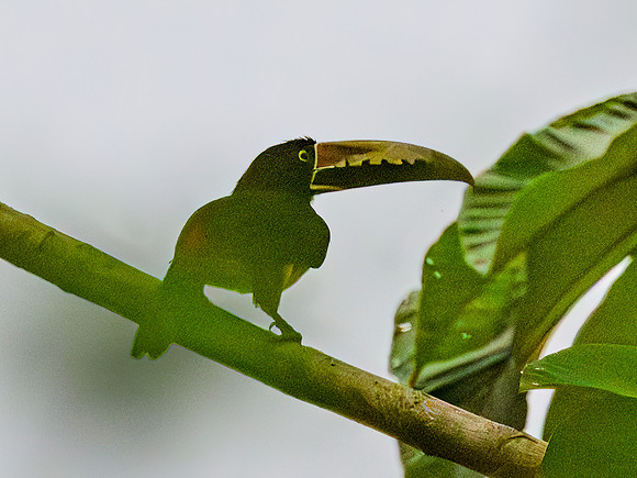 Collared Aracari
