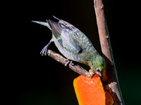 Palm Tanager
