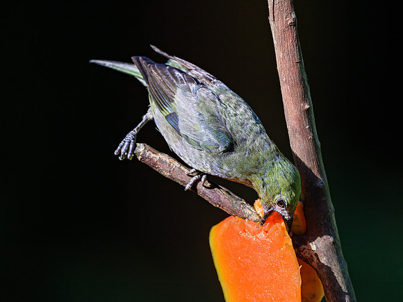 Palm Tanager