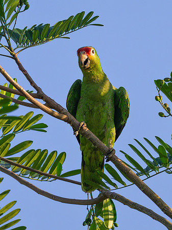 Red-lored Amazon