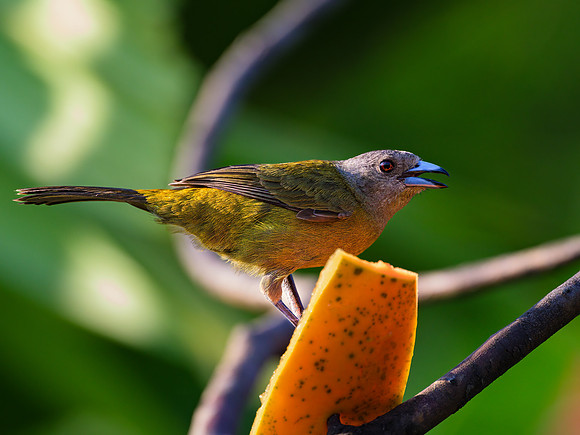 Scarlet-rumped Tanager (female)