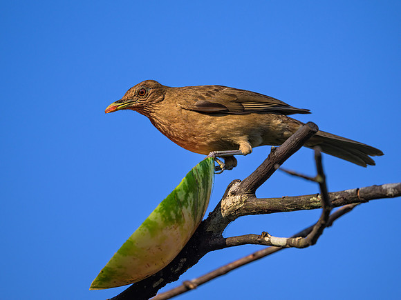 Clay-colored Thrush