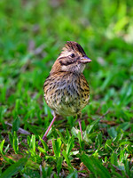 Rufous-collared Sparrow