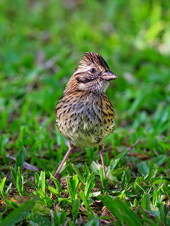 Rufous-collared Sparrow