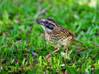 Rufous-collared Sparrow
