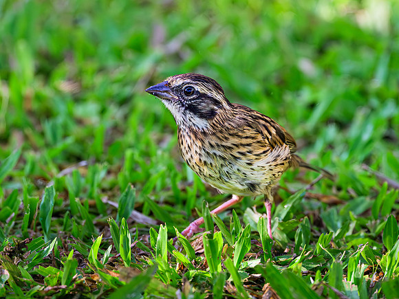 Rufous-collared Sparrow