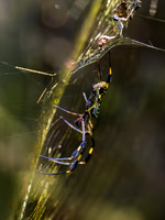Golden Silk Orb-Weaver