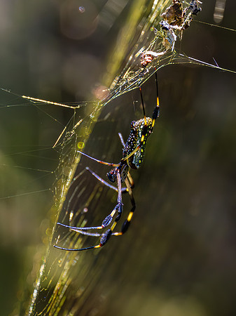 Golden Silk Orb-Weaver