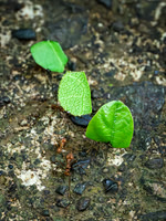Carpenter Ants Carrying Leaves