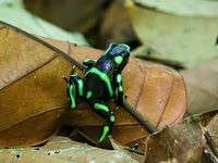 Green-and-black Poison Dart Frog