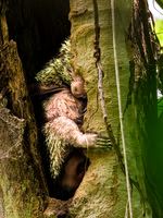 Prehensile-tailed Porcupine