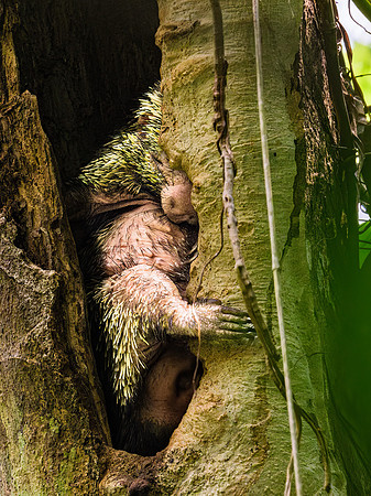 Prehensile-tailed Porcupine