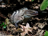 Black Spiny-tailed Iguana