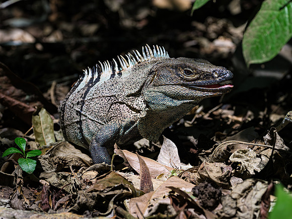 Black Spiny-tailed Iguana