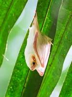 Northern Ghost Bat