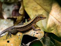 Central American Whiptail