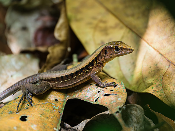 Central American Whiptail