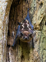 Greater Sac-winged Bat